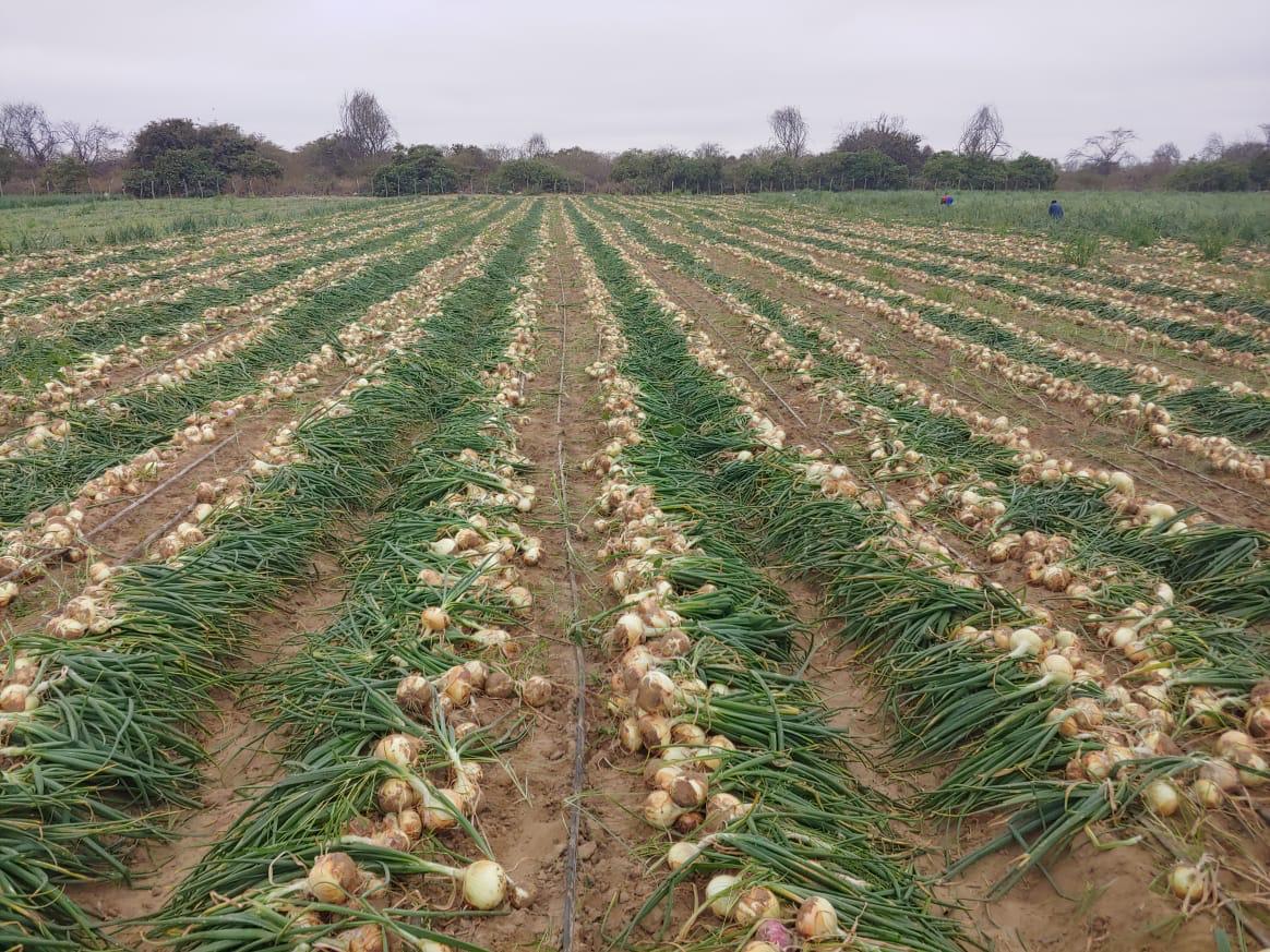 cebolla amarilla dulce (1)